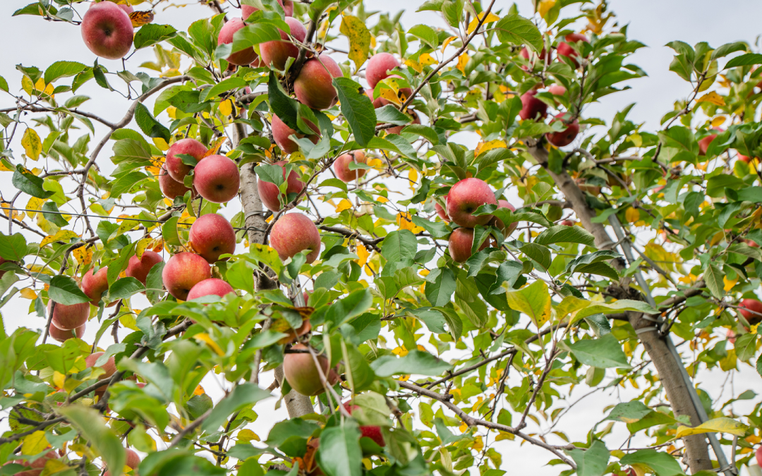 $175K Grant Fuels Berrien Springs Farm Growth