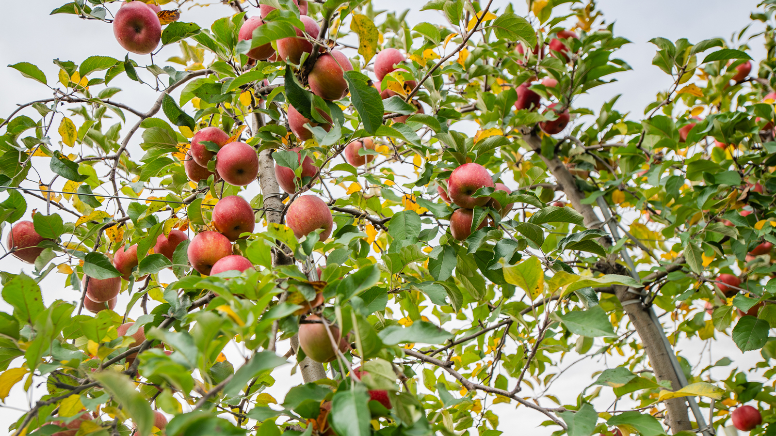 $175K Grant Fuels Berrien Springs Farm Growth